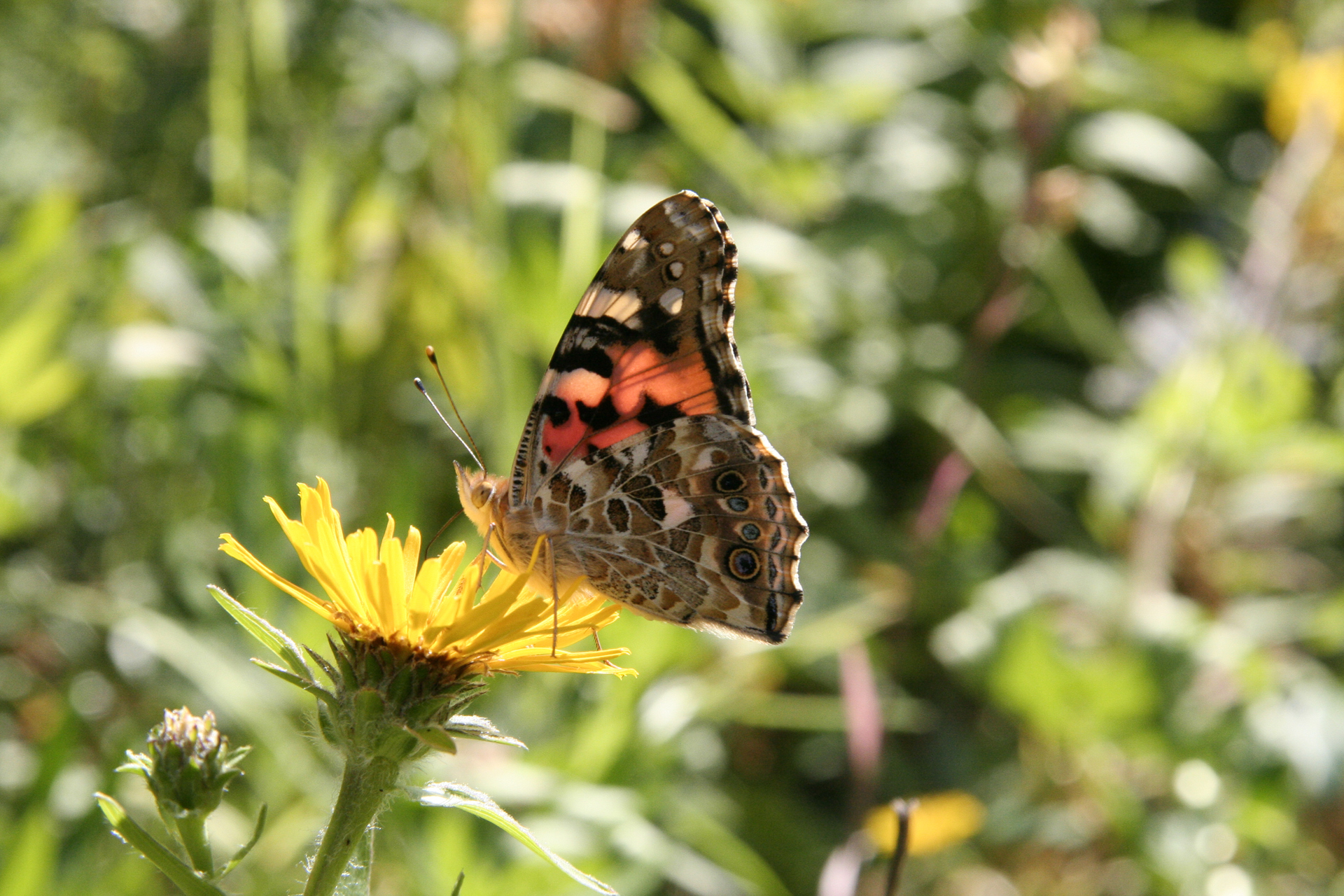 Ta vare på dyrelivet!